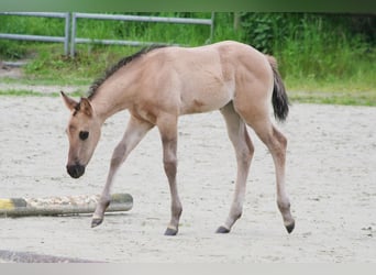 American Quarter Horse, Merrie, veulen (04/2024), 150 cm, Grullo