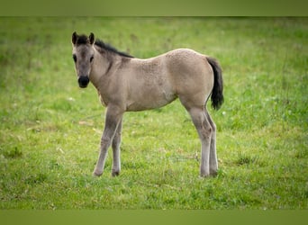American Quarter Horse, Merrie, Veulen (01/2026), 150 cm, Grullo
