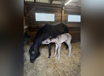 American Quarter Horse, Merrie, Veulen (01/2026), 150 cm, Grullo