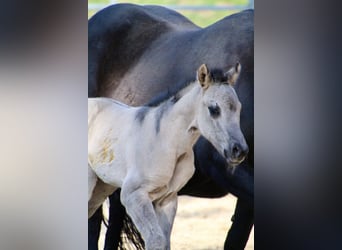 American Quarter Horse, Merrie, Veulen (01/2026), 150 cm, Grullo