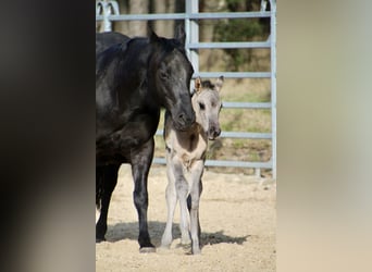American Quarter Horse, Merrie, Veulen (01/2026), 150 cm, Grullo