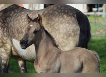 American Quarter Horse, Merrie, veulen (03/2024), 150 cm, Grullo