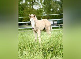 American Quarter Horse, Merrie, veulen (04/2024), 150 cm, Palomino