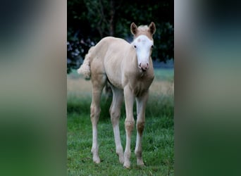 American Quarter Horse, Merrie, Veulen (05/2026), 150 cm, Palomino
