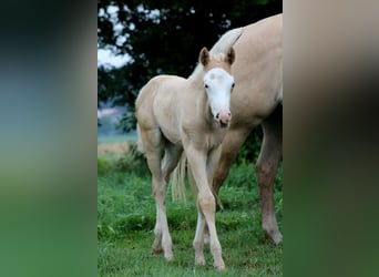 American Quarter Horse, Merrie, Veulen (05/2026), 150 cm, Palomino