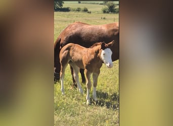 American Quarter Horse, Merrie, Veulen (05/2026), 150 cm, Red Dun
