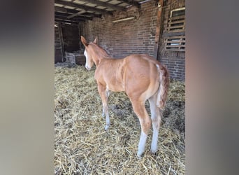American Quarter Horse, Merrie, Veulen (05/2026), 150 cm, Red Dun