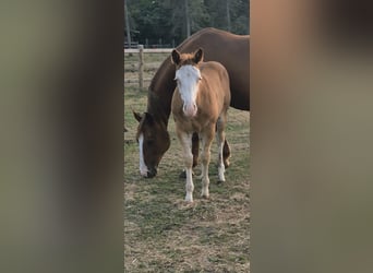 American Quarter Horse, Merrie, Veulen (05/2026), 150 cm, Red Dun