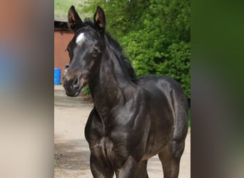 American Quarter Horse, Merrie, veulen (04/2024), 150 cm, Roan-Blue