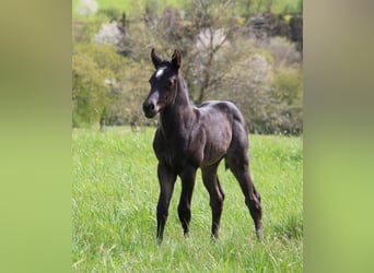 American Quarter Horse, Merrie, veulen (04/2024), 150 cm, Roan-Blue