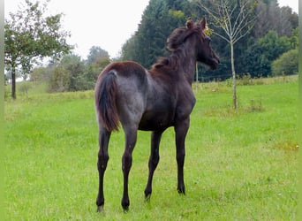 American Quarter Horse, Merrie, veulen (04/2024), 150 cm, Roan-Blue