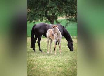 American Quarter Horse, Merrie, , 150 cm, Roan-Red