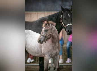 American Quarter Horse, Merrie, , 150 cm, Roan-Red