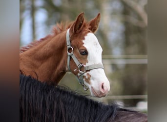 American Quarter Horse, Merrie, , 150 cm, Vos