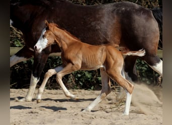 American Quarter Horse, Merrie, , 150 cm, Vos