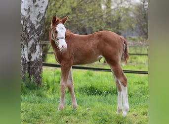 American Quarter Horse, Merrie, , 150 cm, Vos