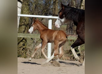 American Quarter Horse, Merrie, , 150 cm, Vos