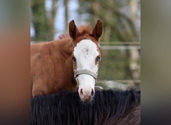 American Quarter Horse, Merrie, , 150 cm, Vos