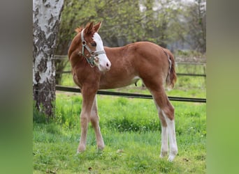 American Quarter Horse, Merrie, , 150 cm, Vos