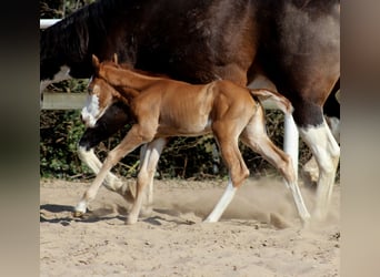 American Quarter Horse, Merrie, , 150 cm, Vos