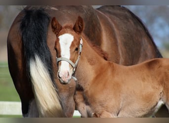 American Quarter Horse, Merrie, Veulen (03/2026), 150 cm, Vos