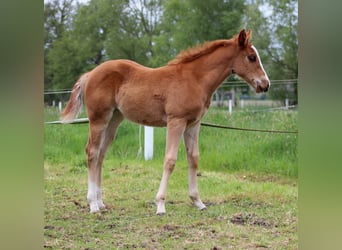 American Quarter Horse, Merrie, Veulen (03/2026), 150 cm, Vos