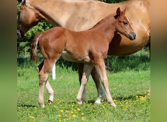 American Quarter Horse, Merrie, Veulen (04/2026), 150 cm, Vos