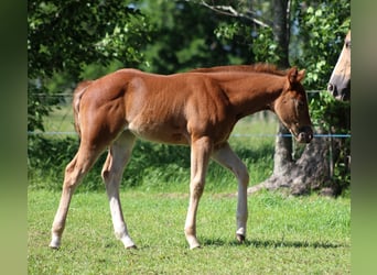 American Quarter Horse, Merrie, Veulen (04/2026), 150 cm, Vos