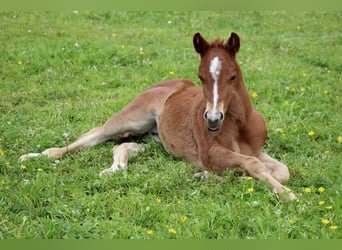 American Quarter Horse, Merrie, Veulen (04/2026), 150 cm, Vos