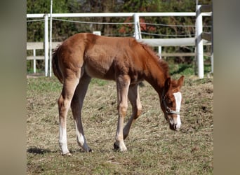 American Quarter Horse, Merrie, Veulen (03/2026), 150 cm, Vos