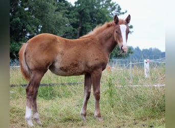 American Quarter Horse, Merrie, Veulen (03/2026), 150 cm, Vos