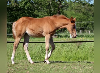 American Quarter Horse, Merrie, Veulen (03/2026), 150 cm, Vos