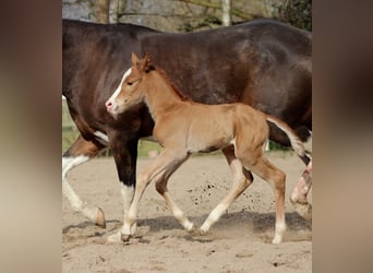 American Quarter Horse, Merrie, Veulen (03/2026), 150 cm, Vos
