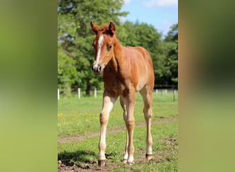American Quarter Horse, Merrie, Veulen (04/2026), 150 cm, Vos