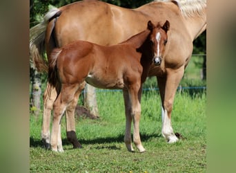 American Quarter Horse, Merrie, Veulen (04/2026), 150 cm, Vos