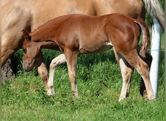 American Quarter Horse, Merrie, Veulen (04/2026), 150 cm, Vos