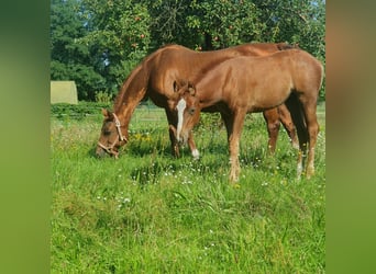 American Quarter Horse, Merrie, veulen (06/2023), 150 cm, Vos