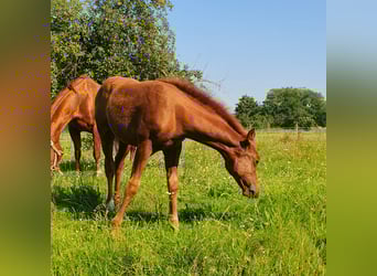 American Quarter Horse, Merrie, veulen (06/2023), 150 cm, Vos