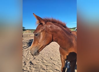 American Quarter Horse, Merrie, veulen (06/2023), 150 cm, Vos