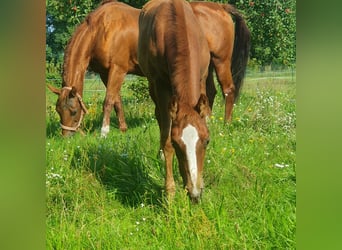 American Quarter Horse, Merrie, veulen (06/2023), 150 cm, Vos