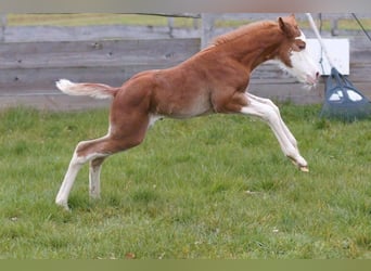 American Quarter Horse, Merrie, veulen (03/2024), 150 cm, Vos