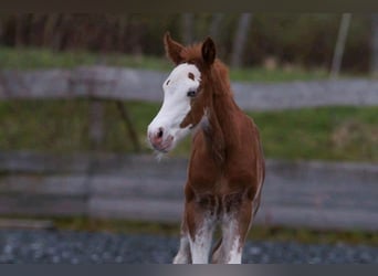 American Quarter Horse, Merrie, veulen (03/2024), 150 cm, Vos