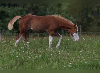 American Quarter Horse, Merrie, veulen (03/2024), 150 cm, Vos