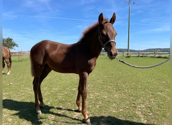 American Quarter Horse, Merrie, veulen (04/2023), 150 cm, Vos