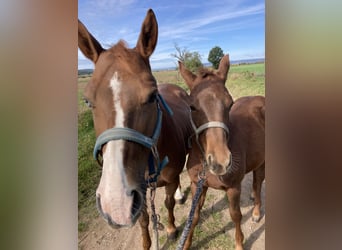 American Quarter Horse, Merrie, veulen (04/2023), 150 cm, Vos