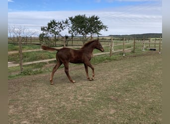 American Quarter Horse, Merrie, veulen (04/2023), 150 cm, Vos