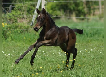 American Quarter Horse, Merrie, Veulen (04/2025), 150 cm, Zwartbruin