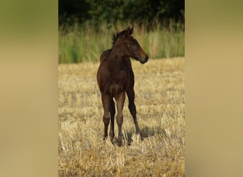 American Quarter Horse, Merrie, Veulen (04/2025), 150 cm, Zwartbruin