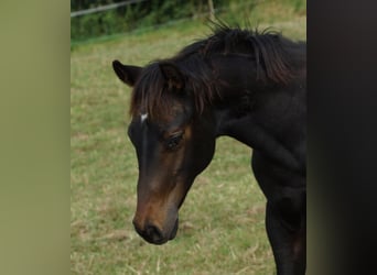 American Quarter Horse, Merrie, Veulen (04/2025), 150 cm, Zwartbruin