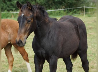 American Quarter Horse, Merrie, Veulen (04/2025), 150 cm, Zwartbruin